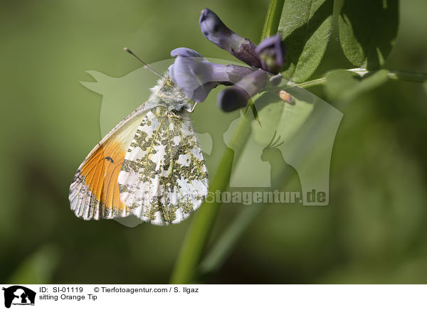 sitzender Aurorafalter / sitting Orange Tip / SI-01119