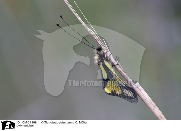Libellen-Schmetterlingshaft / owly sulphur / CM-01368
