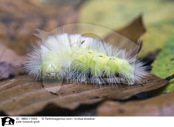 pale tussock grub / MBS-11693