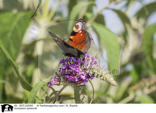 Tagpfauenauge / european peacock / SST-23050