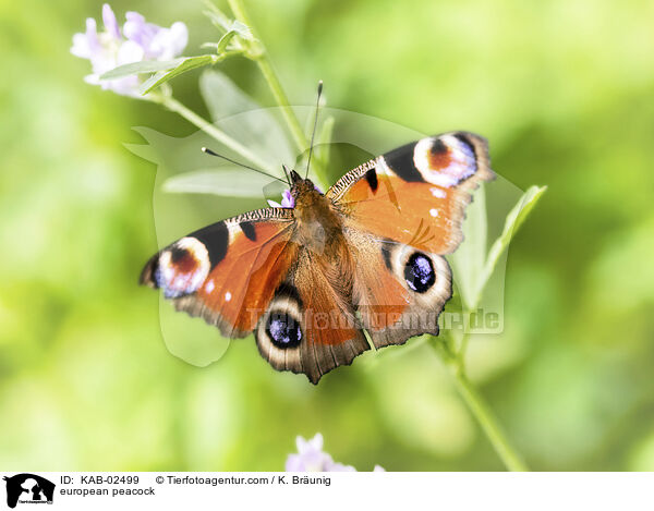 Tagpfauenauge / european peacock / KAB-02499