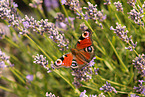 european peacock