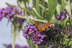 european peacock