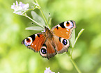 european peacock