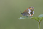 pearly heath butterfly