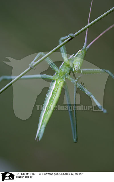 grasshopper / CM-01346