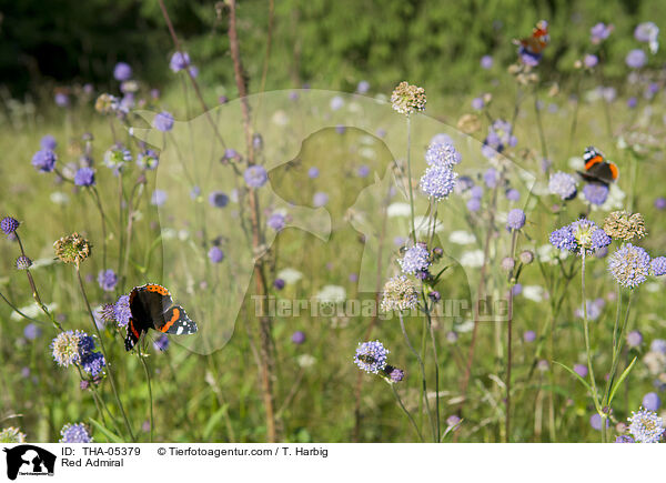 Admiral / Red Admiral / THA-05379