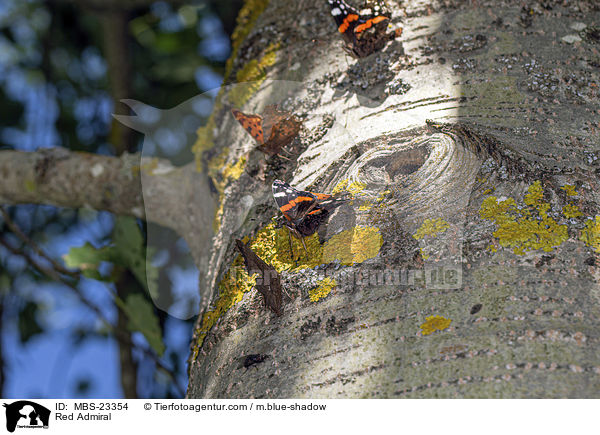 Admiral / Red Admiral / MBS-23354