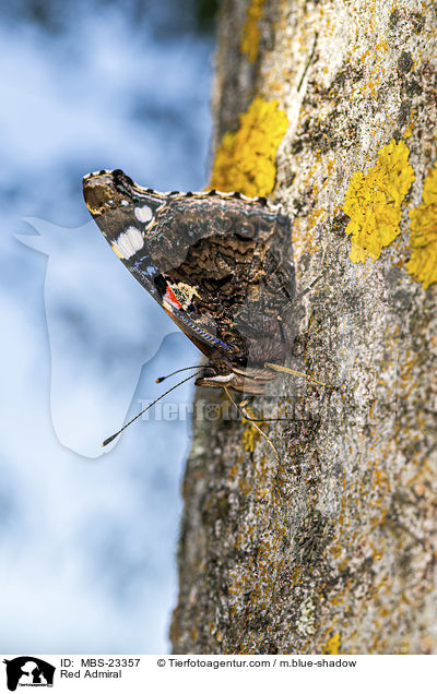 Admiral / Red Admiral / MBS-23357