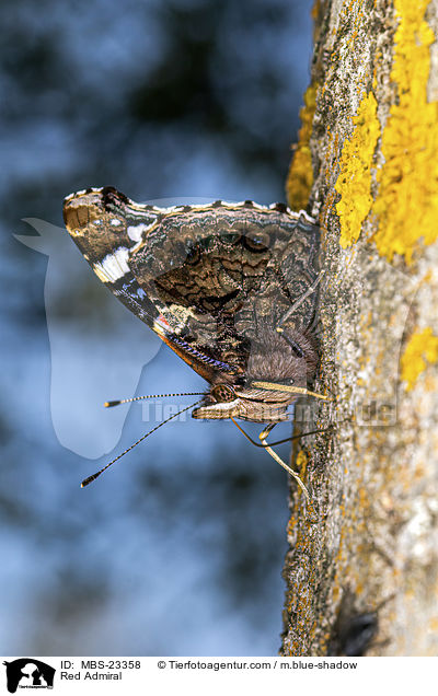 Admiral / Red Admiral / MBS-23358