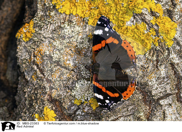 Admiral / Red Admiral / MBS-23363