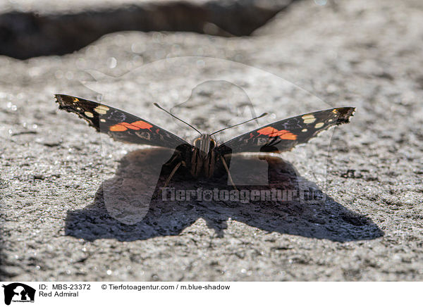 Admiral / Red Admiral / MBS-23372