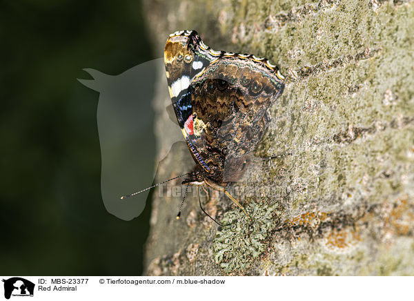Admiral / Red Admiral / MBS-23377