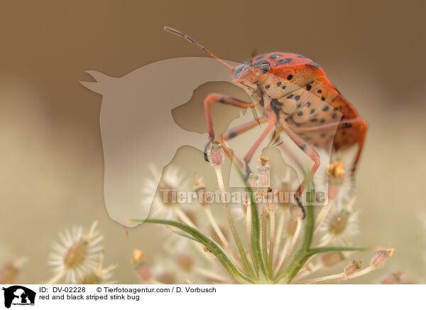 red and black striped stink bug / DV-02228