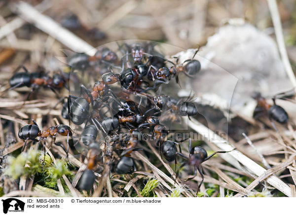 Rote Waldameisen / red wood ants / MBS-08310