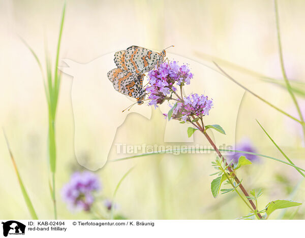 Roter Scheckenfalter / red-band fritillary / KAB-02494