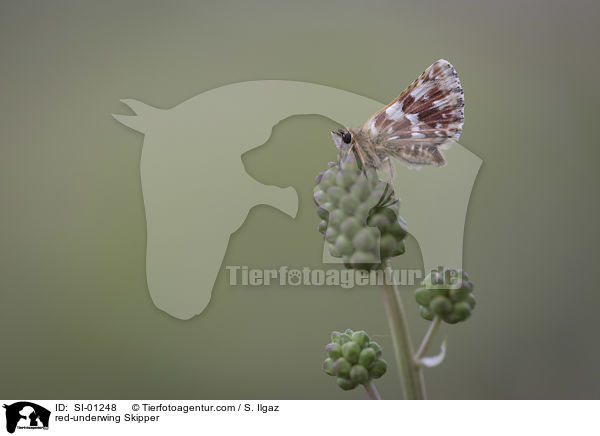 red-underwing Skipper / SI-01248