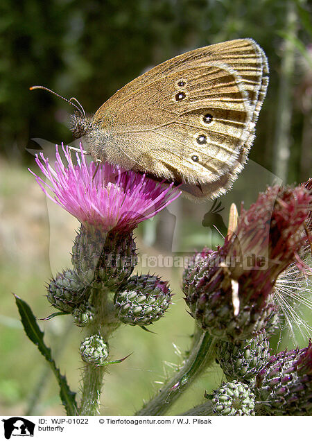 Brauner Waldvogel / butterfly / WJP-01022