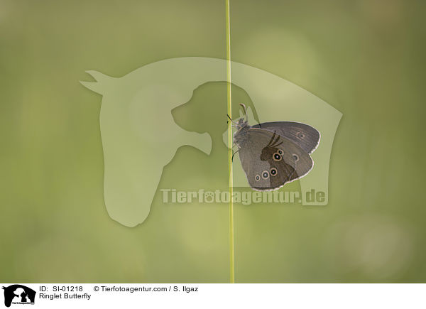 Schornsteinfeger / Ringlet Butterfly / SI-01218