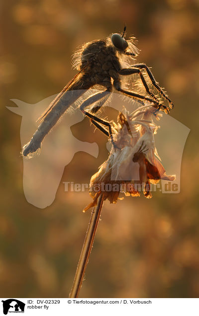 Raubfliege / robber fly / DV-02329