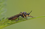 robber fly