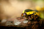 green rose chafer