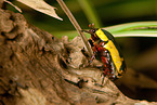 green rose chafer