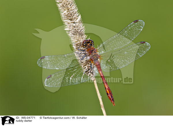 Blutrote Heidelibelle / ruddy darter / WS-04771