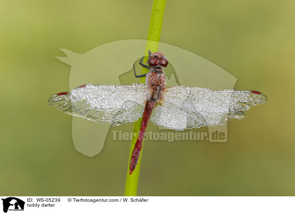 Blutrote Heidelibelle / ruddy darter / WS-05239