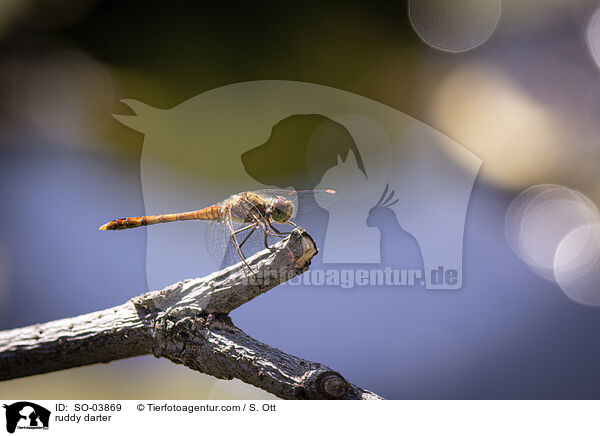 ruddy darter / SO-03869