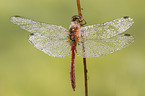 ruddy darter