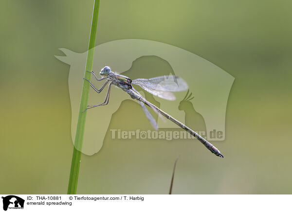 Glnzende Binsenjungfer / emerald spreadwing / THA-10881