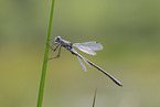 emerald spreadwing