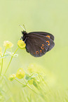 Scotch argus