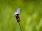 silver-studded blue