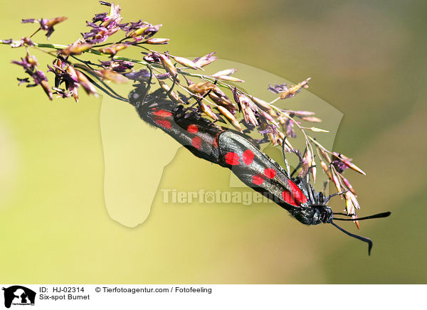 Sechsfleck-Widderchen / Six-spot Burnet / HJ-02314