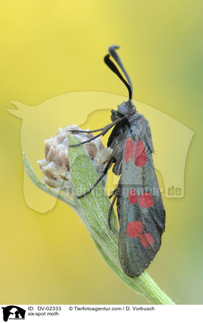 six-spot moth / DV-02333