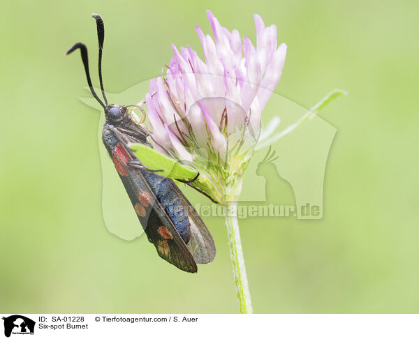 Sechsfleck-Widderchen / Six-spot Burnet / SA-01228