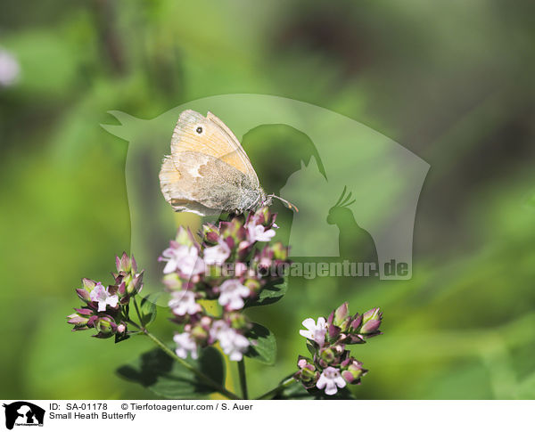 Kleines Wiesenvgelchen / Small Heath Butterfly / SA-01178