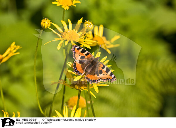 Kleine Fuchs / small tortoiseshell butterfly / MBS-03681