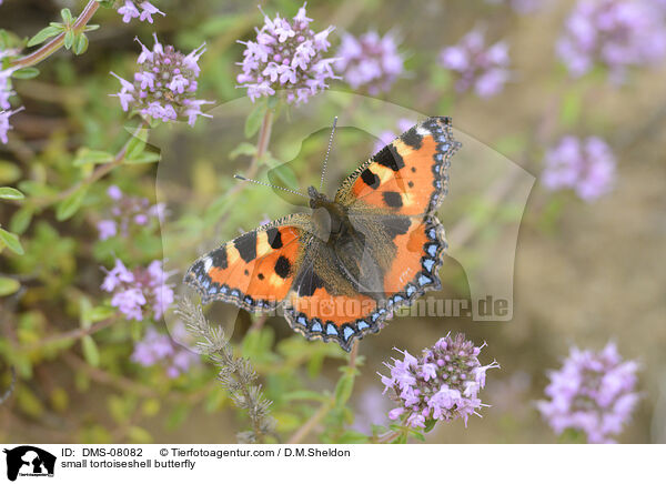 small tortoiseshell butterfly / DMS-08082