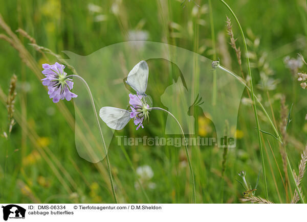 cabbage butterflies / DMS-06334