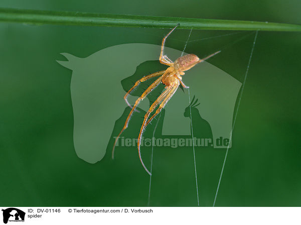 spider / DV-01146