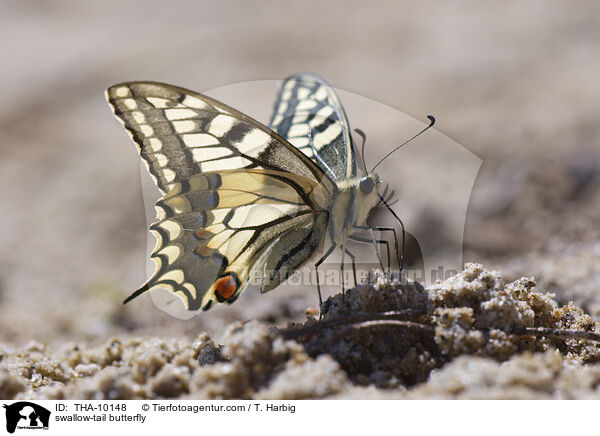 swallow-tail butterfly / THA-10148