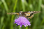 Swallowtail