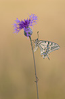 Swallowtail