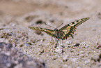 swallow-tail butterfly