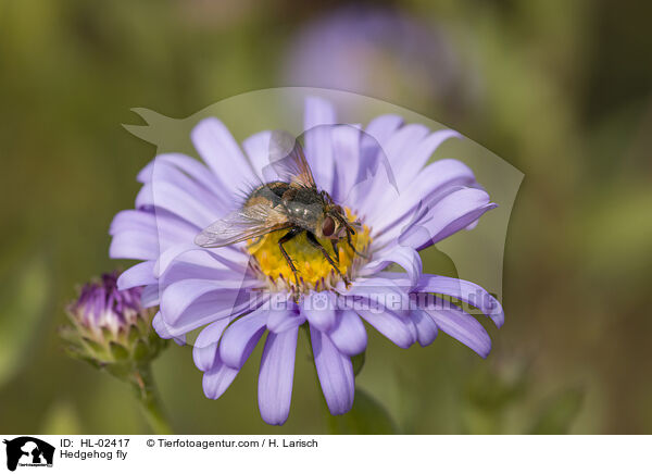 Hedgehog fly / HL-02417