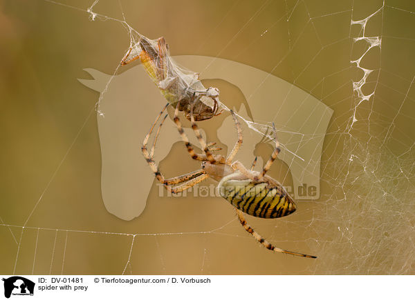 spider with prey / DV-01481