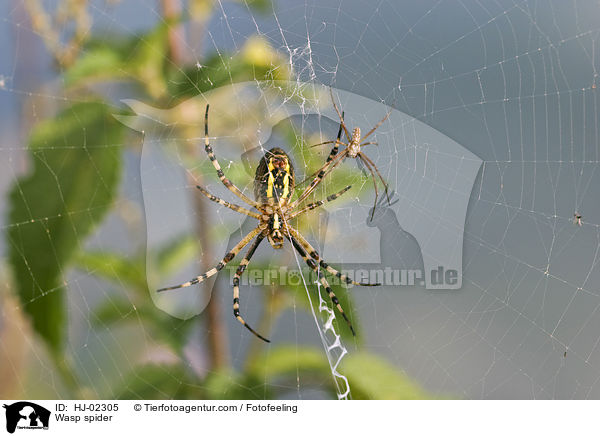 Wespenspinne / Wasp spider / HJ-02305